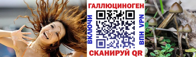 Галлюциногенные грибы Psilocybine cubensis  Котельнич 